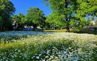 Łąka kwietna - dużo białych kwiat&oacute;w