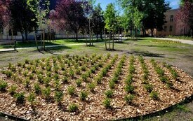Park kieszonkowy, w tle widać zabudowania i auta jadące ulicą. Na pierwszym planie młode drzewa i klomb z krzewami.