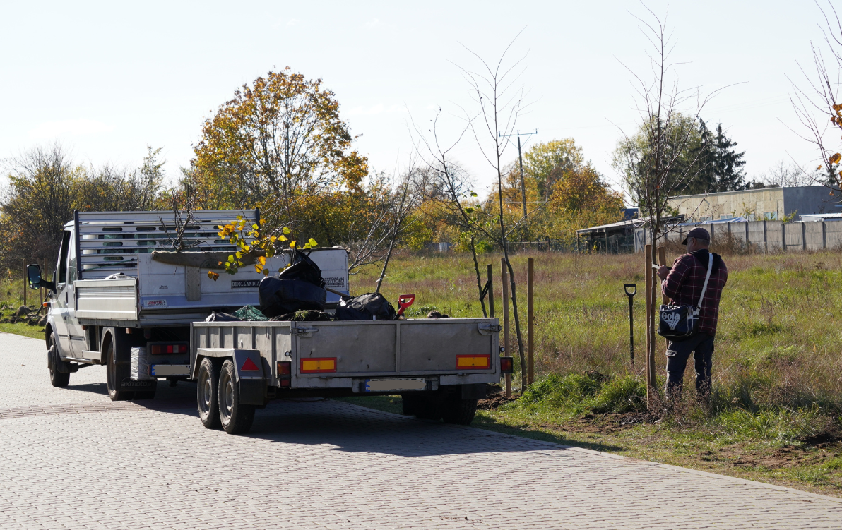 Pas zieleni, na którym w rzędzie stoją małe drzewka. Na drodze obok auto z przyczepą. Przy jednym z drzew pracuje mężczyzna. 