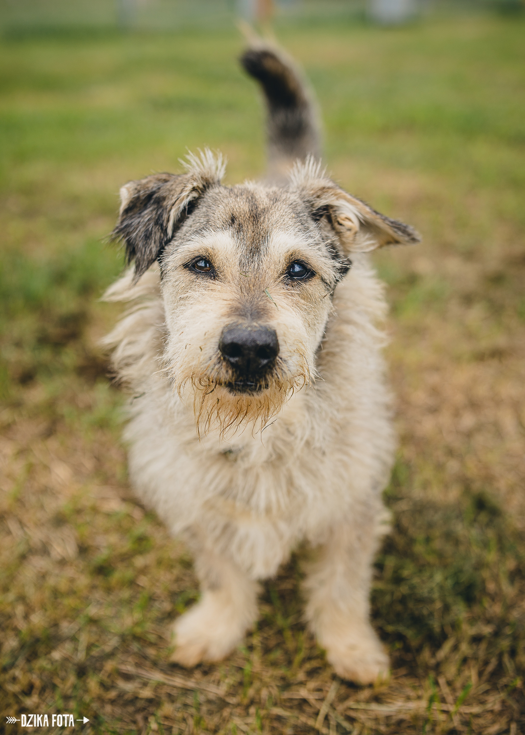 Pies gotowy do adopcji. Pies siedzi na trawie.