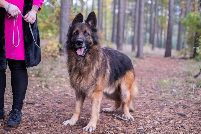 Zaproszenie do adopcji psów. Pies na smyczy w lesie.