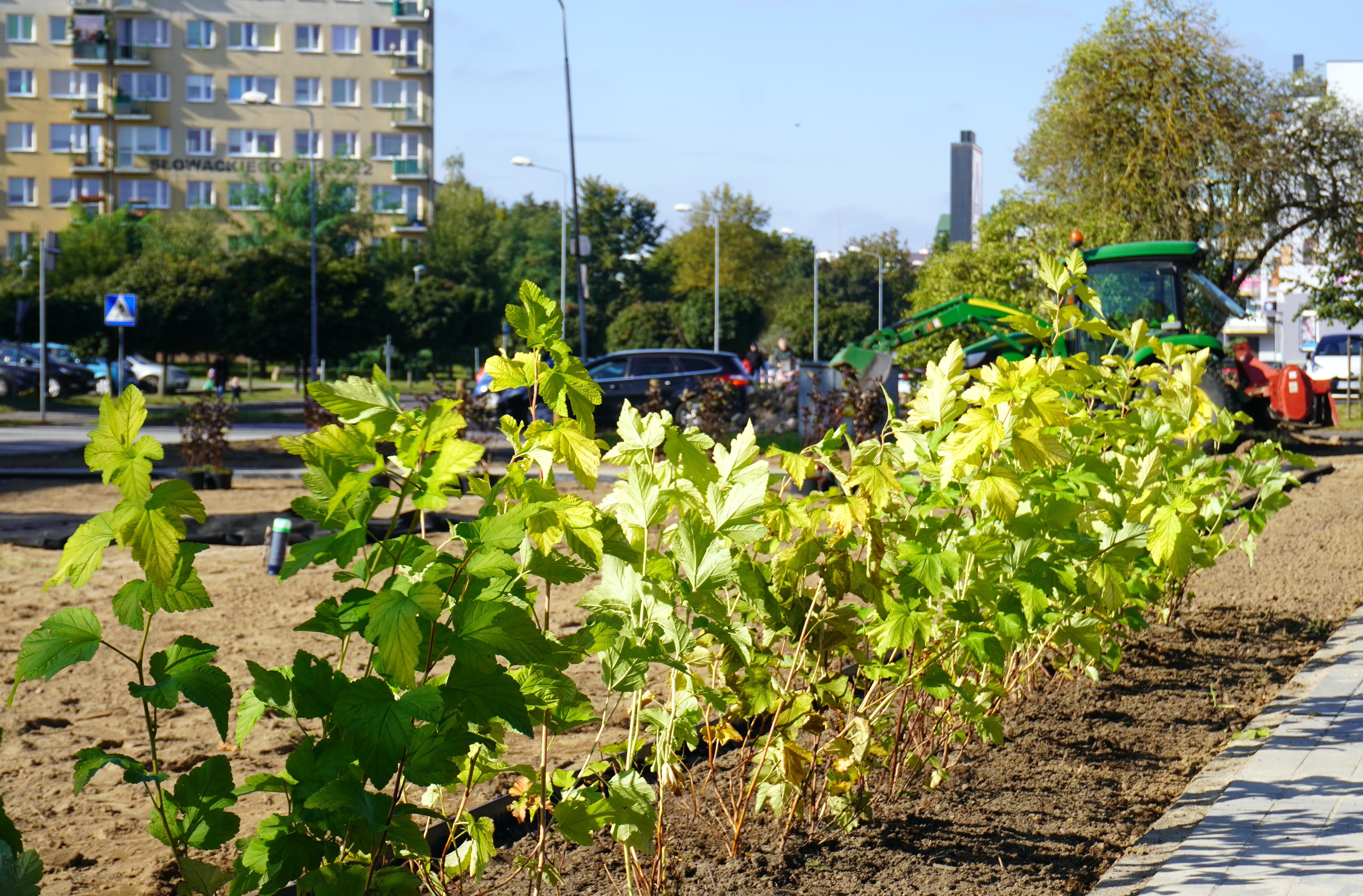 Przestrzeń miejska, na&nbsp;pierwszym panie świeżo posadzone rośliny - krzewy, w&nbsp;tle przejeżdżające ulicą auta, bloki, teren pod kolejne nasadzenia.