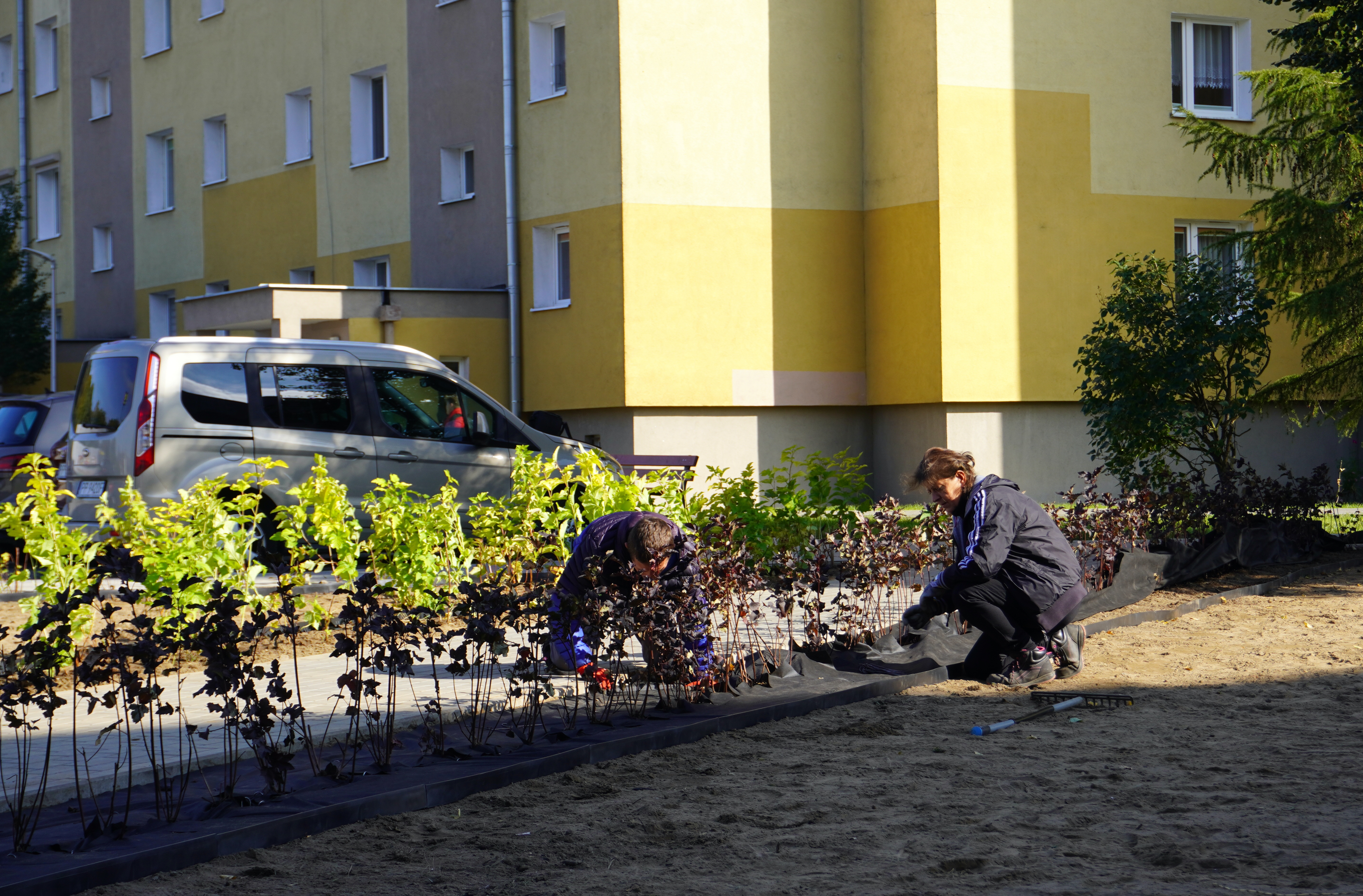 Dwoje ludzi okłada posadzone wzdłuż chodnika krzewy wł&oacute;kniną ogrodową. Po lewej stronie krzewy są zielone, po prawej bordowe. W tle auta osobowe i&nbsp;budynek wielorodzinny.