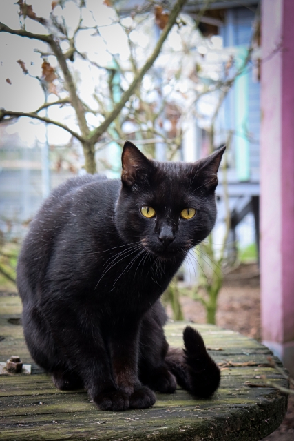 Czarny kot siedzi na&nbsp;parapecie okna.