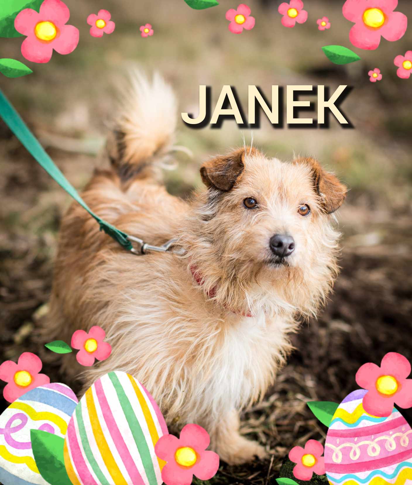Janek