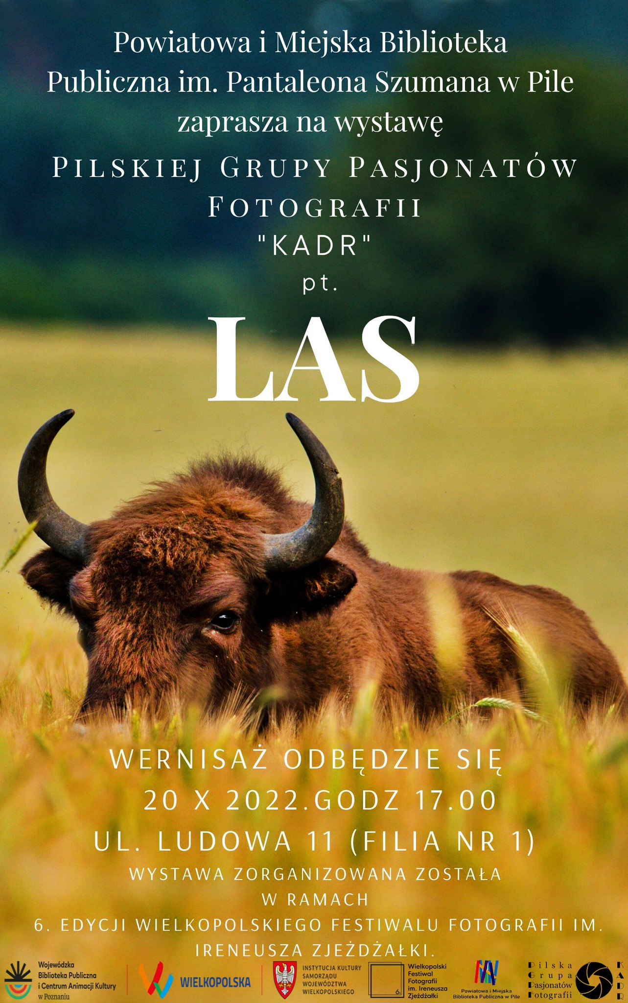 Żubr na polu. Powiatowa i Miejska Biblioteka Publiczna im. Pantaleona Szumana w Pile zaprasza na wystawę Pilskiej Grupy Pasjonatów Fotografii KADR pt. LAS, wernisaż odbędzie się 20.10.2022 godzina 17.00 ulica Ludowa 11 (filia nr 1). Wystawa zorganizowana została w ramach 6. edycji wielkopolskiego festiwalu fotografii im. Ireneusza Zjeżdżałki.