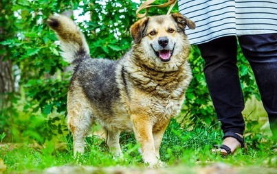 Zdjęcie do   1 lipca &ndash; Dzień Psa