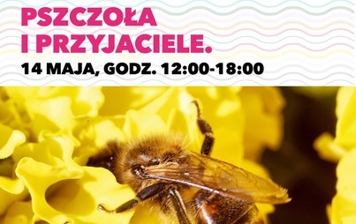 Zdjęcie do Warsztaty pszczelarskie i konkurs z nagrodami dla przedszkoli od VIVO! Piła