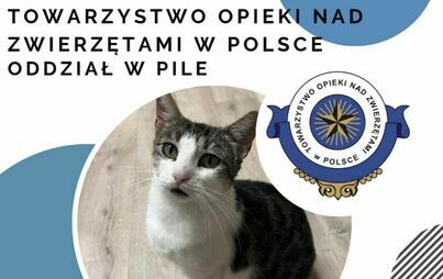 Zdjęcie kota, treść: Towarzystwo Opieki nad Zwierzętami w Polsce.