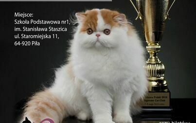 Zdjęcie do Pokaz kot&oacute;w rasowych